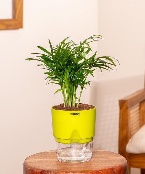 Areca Palm Plant With Self Watering Pot