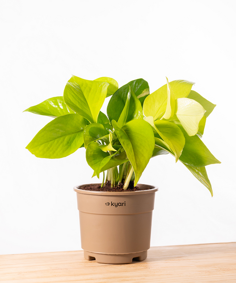 Golden Money Plant