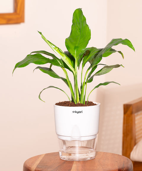 Peace Lily Plant With Self Watering Pot