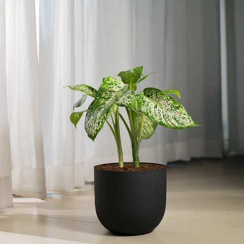 Dieffenbachia Cheetah with Arbor planter