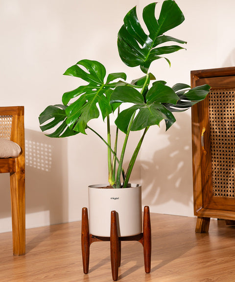 best pots for monstera plant Monstera Deliciosa with Metal Self Watering Pot