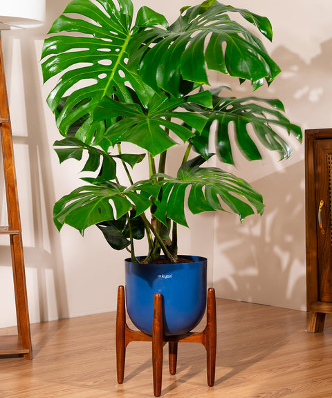 Monstera Deliciosa with Extra Large Self Watering Pot