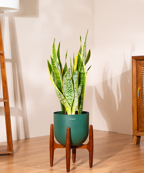 Sansevieria Zeylencia Golden with Arbor Planter