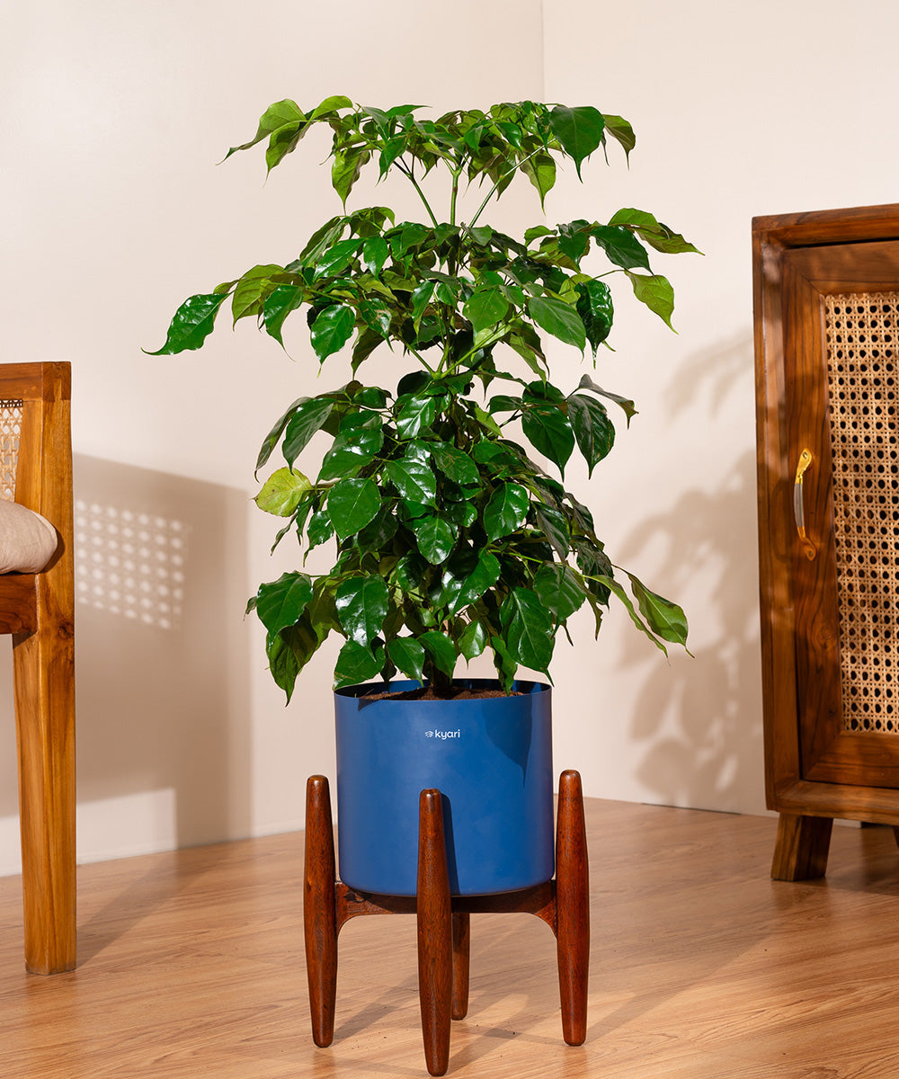 china doll plant air purifier China Doll with Metal Self Watering Pot – Kyari.co