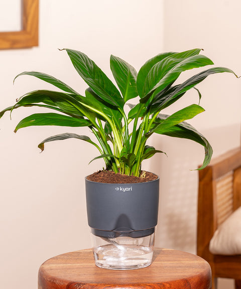 Peace Lily Plant With Self Watering Pot