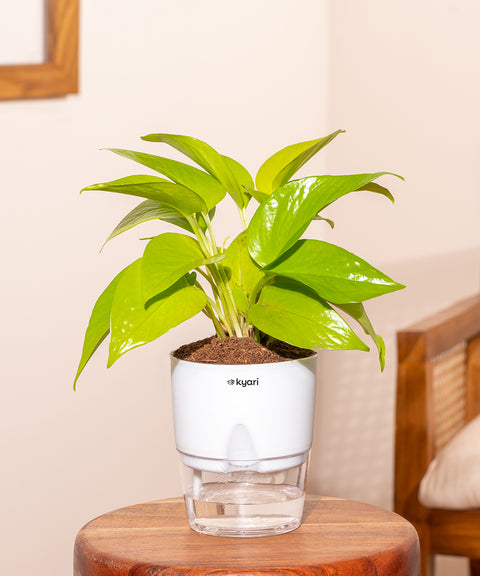 money plant tamil Golden Money Plant