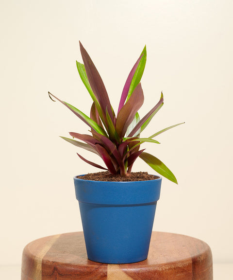 Oyster Plant With Reya Pot