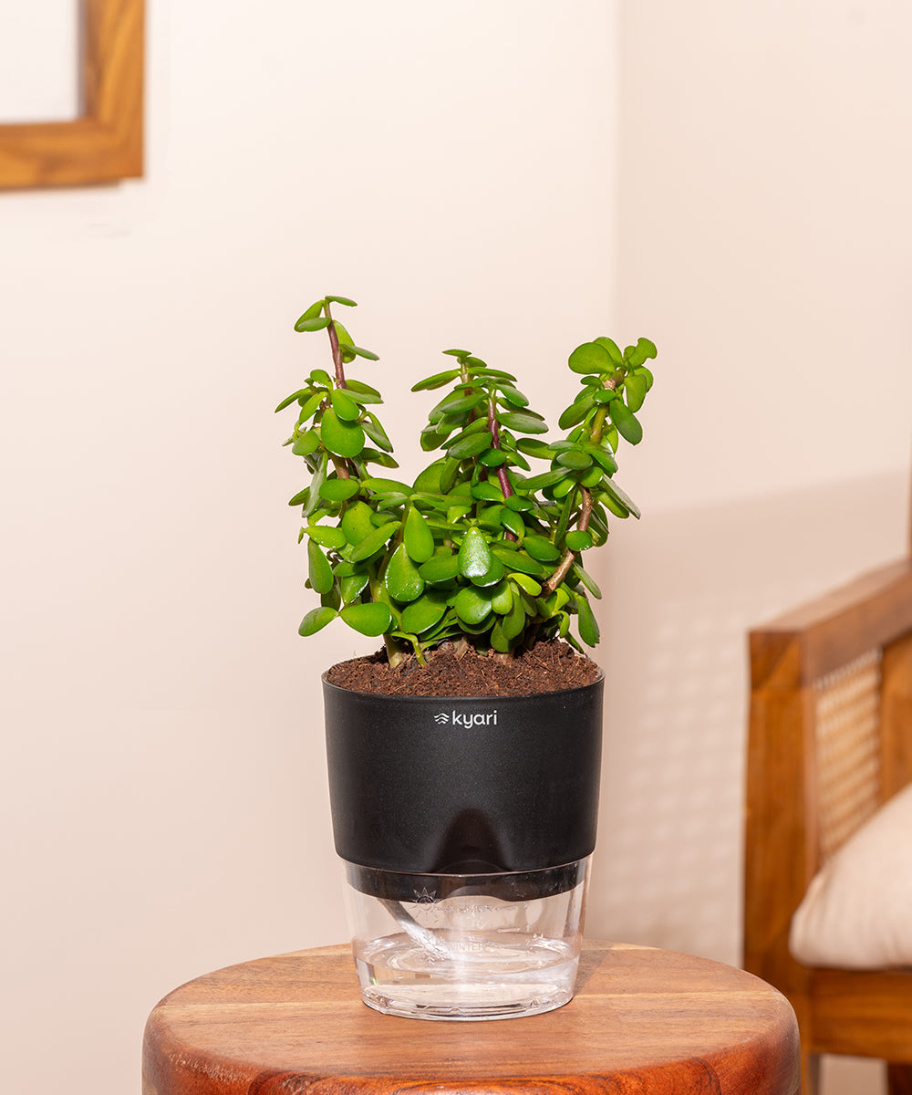 Lucky jade plant with self watering pot - BYOB