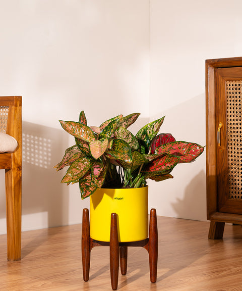 Aglaonema Valentine with Metal Self Watering Pot
