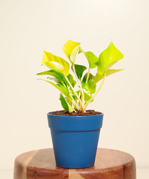Golden Money Plant With Reya Pot