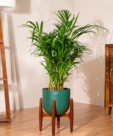 Areca Palm with Extra Large Self Watering Pot