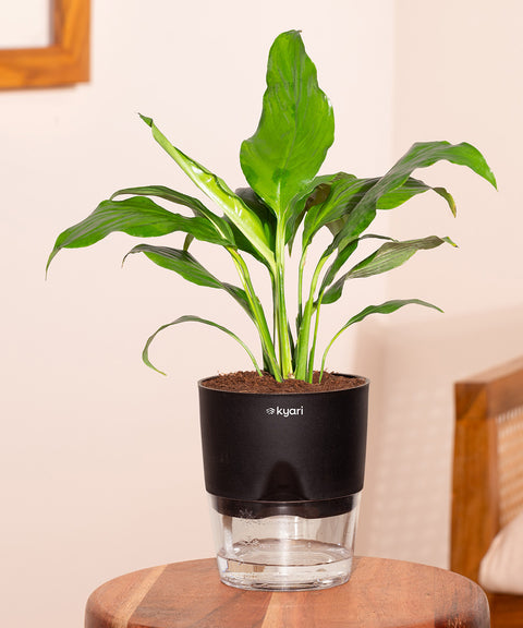 Peace Lily Plant With Self Watering Pot