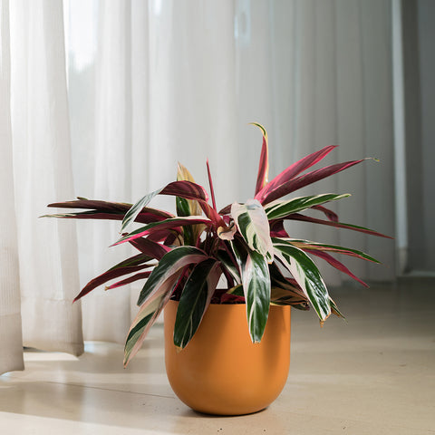 Calathea Triostar with Arbor Planter