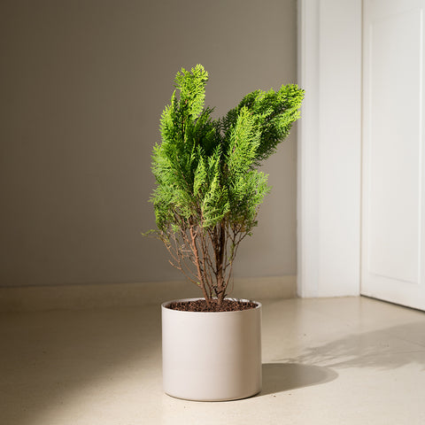 Thuja Plant with Zen Planter