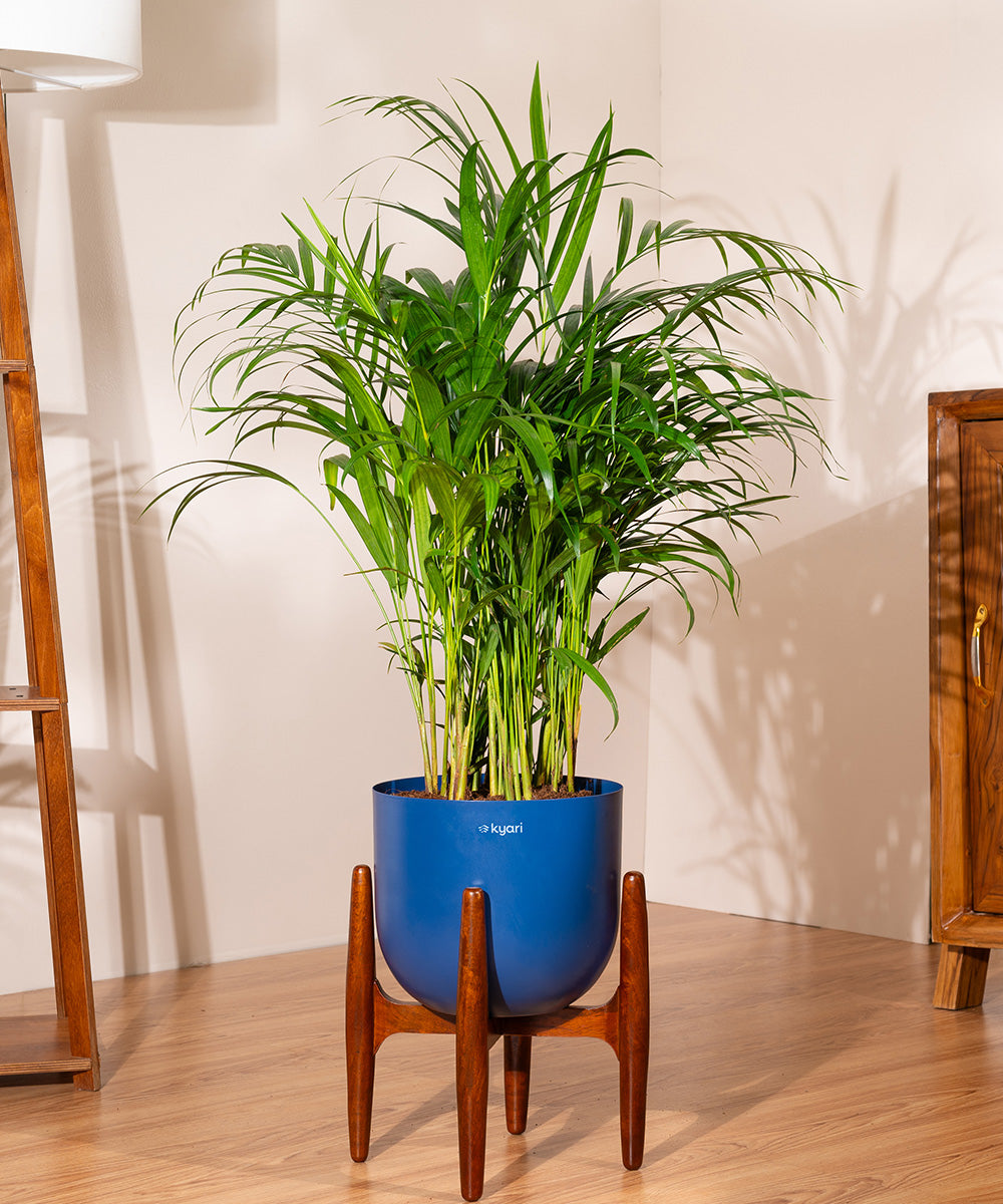 areca palm indoor watering Areca Palm with Metal Self Watering Pot