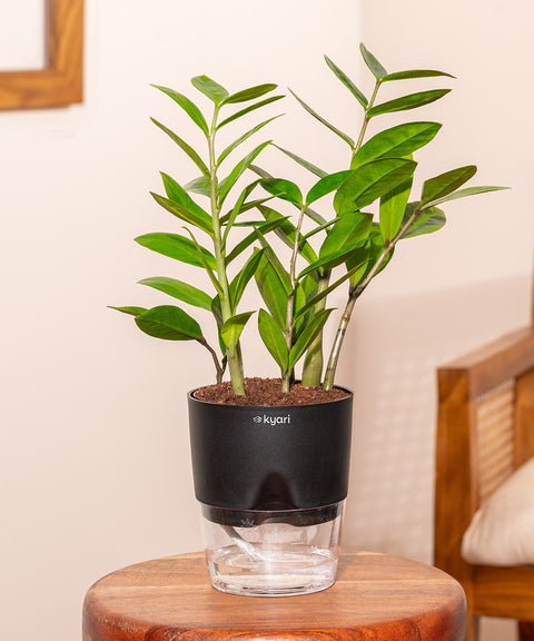 Zamia Green - ZZ Plant With Self Watering Pot