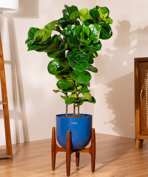 Ficus Lyrata with Extra Large Self Watering Pot