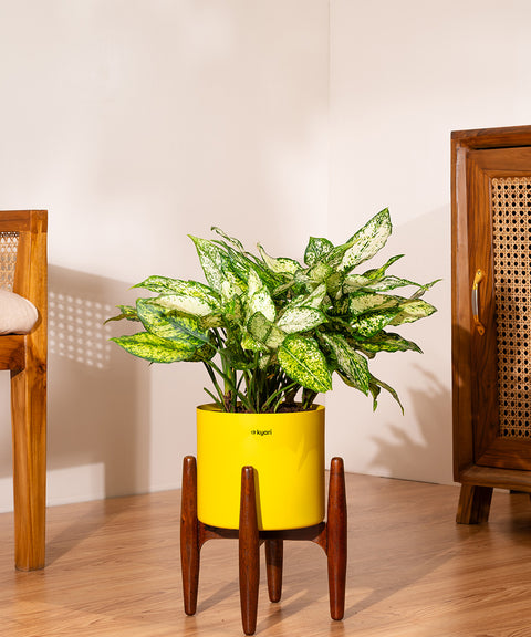 Aglaonema Snow White with Large Metal Self Watering Pot