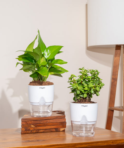 Set of 2 - Money Variegated & Lucky Jade Plant