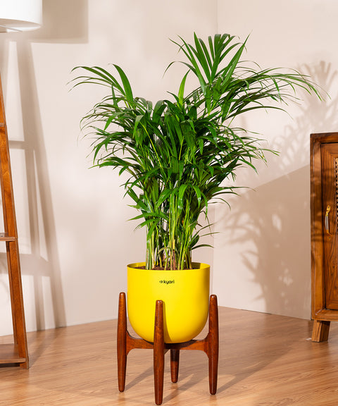 Areca Palm with Extra Large Self Watering Pot