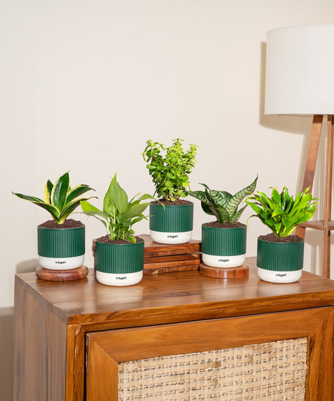 Set of 5 Mylo -Green Snake, Golden Hahnii Snake, Lucky Jade, Daracena Compacta, Peace Lily