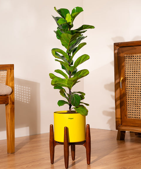 Fiddle Fig Plant With Self Watering Pot