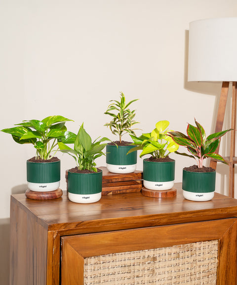 Set of 5 Mylo -Aglaonema Lipstick, Golden Money, Peace Lily, Money Variegated, Song of India