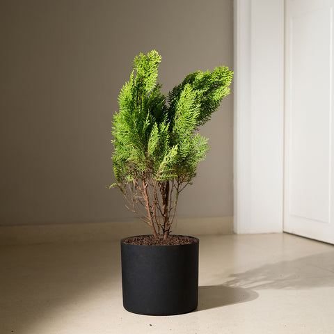 Thuja Plant with Zen Planter