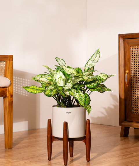 Aglaonema Snow White with Large Metal Self Watering Pot