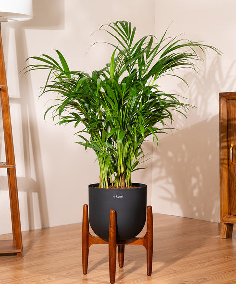 Areca Palm with Extra Large Self Watering Pot