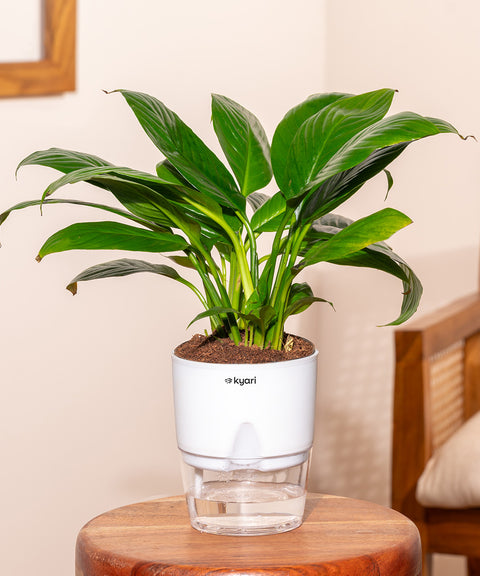 Peace Lily Plant With Self Watering Pot