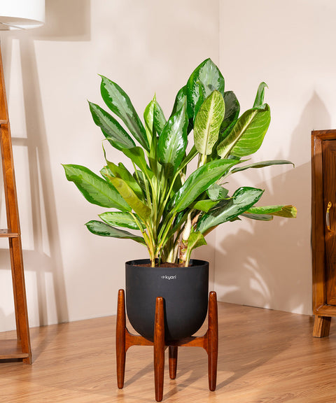 aglaonema frost Aglaonema Ice Plant with Metal Self Watering Pot