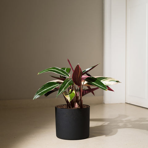 Calathea Triostar with Zen Planter