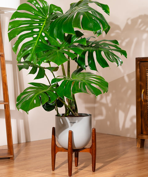 Monstera Deliciosa with Extra Large Self Watering Pot