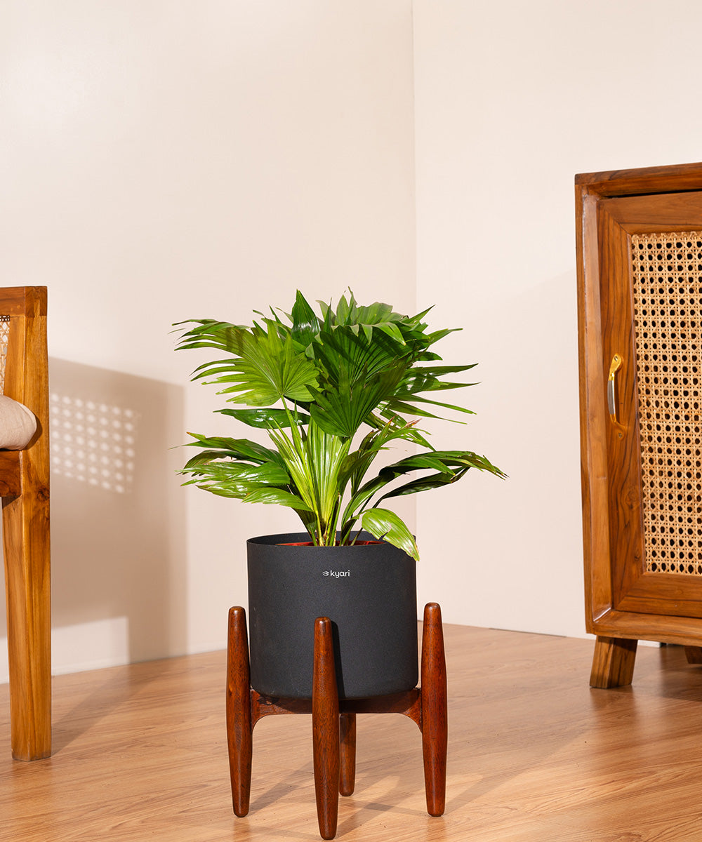 Main Planter Image