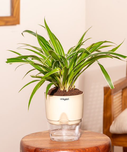 Spider Plant With Self Watering Pot