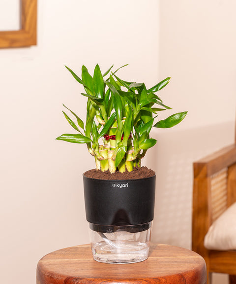 Lucky Bamboo Plant With Self Watering Pot