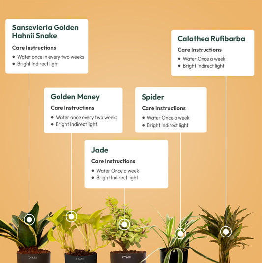 Set of 5 - Golden Hahnii Snake & Golden Money & Lucky Jade & Spider & Calathea Rufibarba Plant