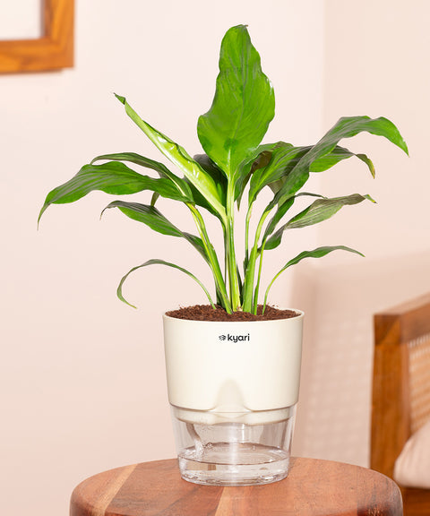 Peace Lily Plant With Self Watering Pot