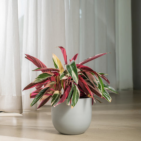 Calathea Triostar with Arbor Planter