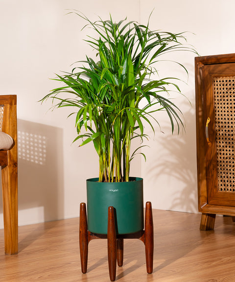 Areca Palm Plant With Self Watering Pot