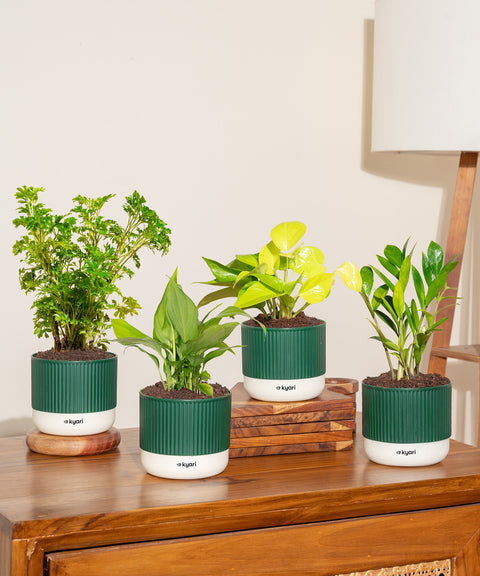 Set of 4 Mylo -Zamia Green, Aralia Green, Peace Lily, Golden Money