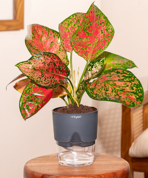 Aglaonema Pink Valentine Plant With Self Watering Pot