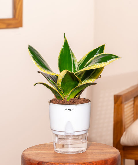 golden hahnii snake plant care Sansevieria Golden Hahnii Snake Plant | Bird's Nest Snake Plant