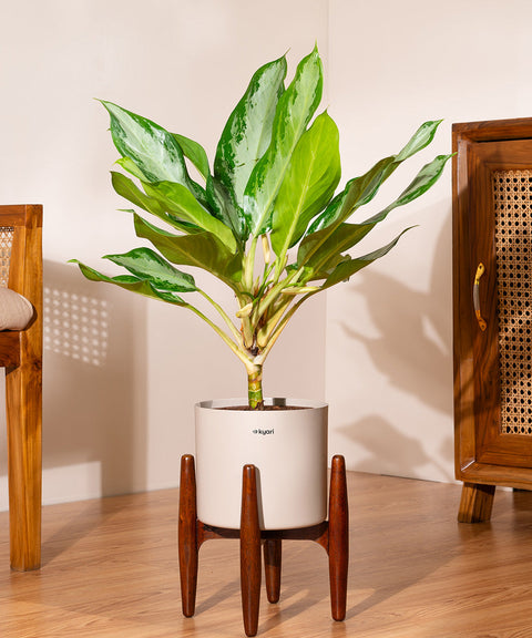 indoor ice plant Aglaonema Ice Plant with Metal Self Watering Pot