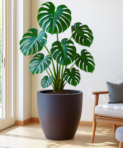 Kyari Lightweight & Durable Polymer Orbit Planter