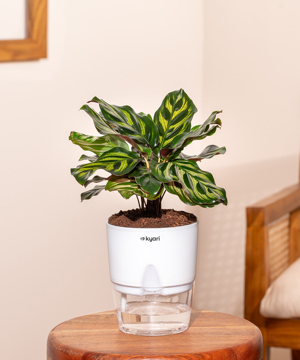 peacock indoor plant Buy Peacock Plant (Calathea Makoyana) With Self Watering Pot – Kyari.co