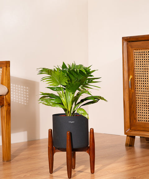 China Palm with  Metal Self Watering Pot