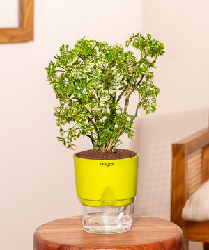 Aralia Variegated Plant With Self Watering Pot