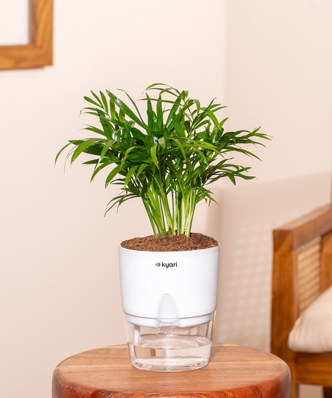 Areca Palm Plant With Self Watering Pot